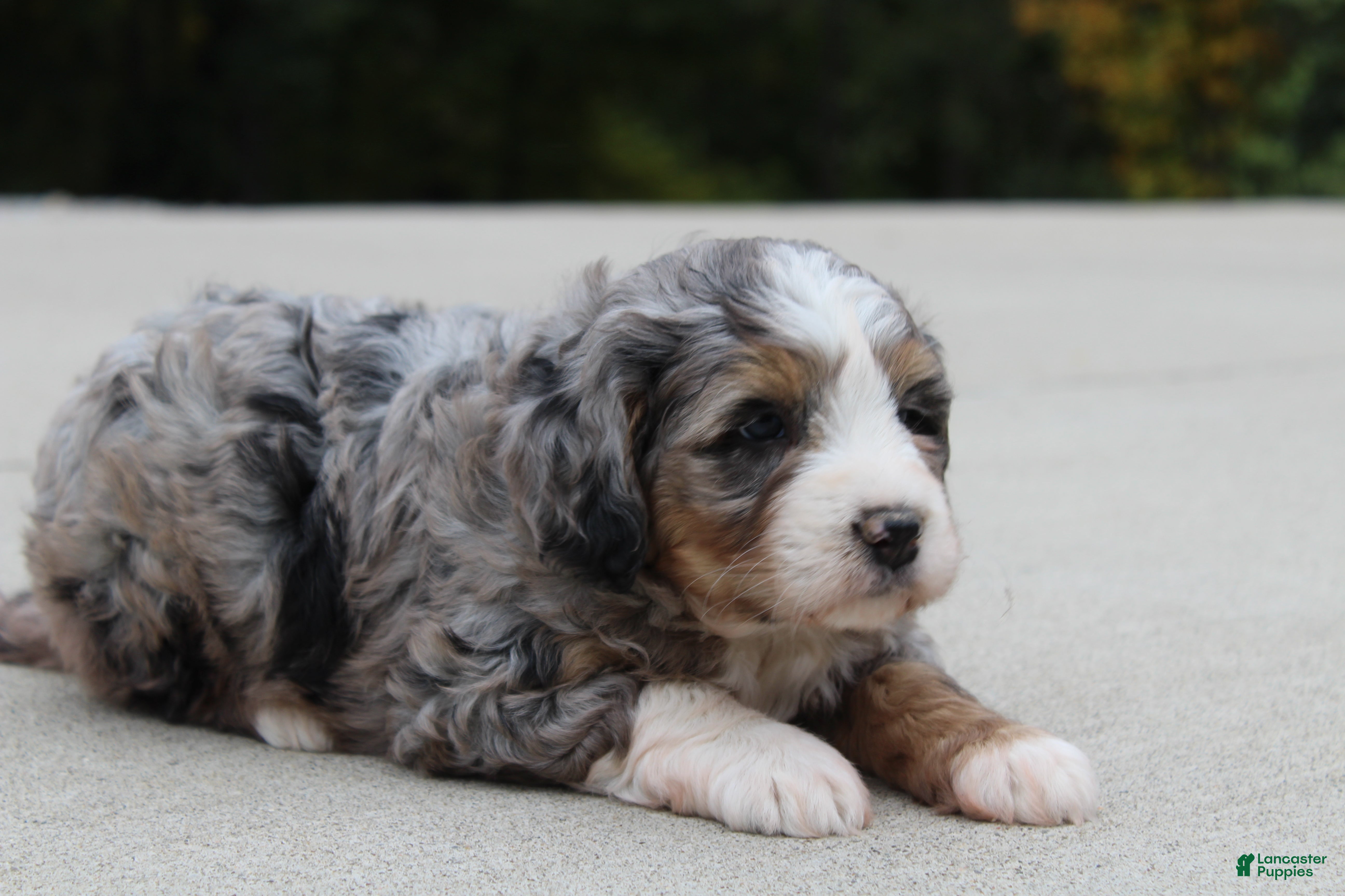 Mini Bernedoodle dogs for sale: Sammy  - Ad 2
