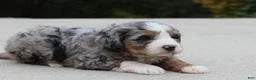 Mini Bernedoodle dogs for sale: Sammy  - Ad 2