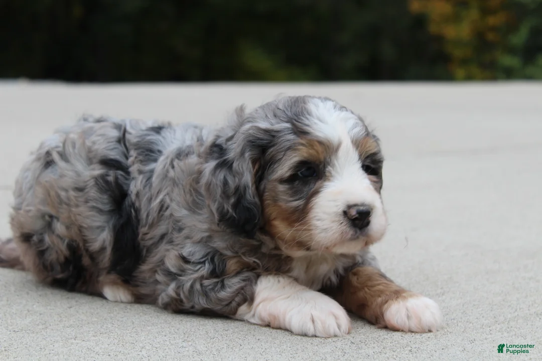 Mini Bernedoodle dogs for sale: Sammy  - Ad 2