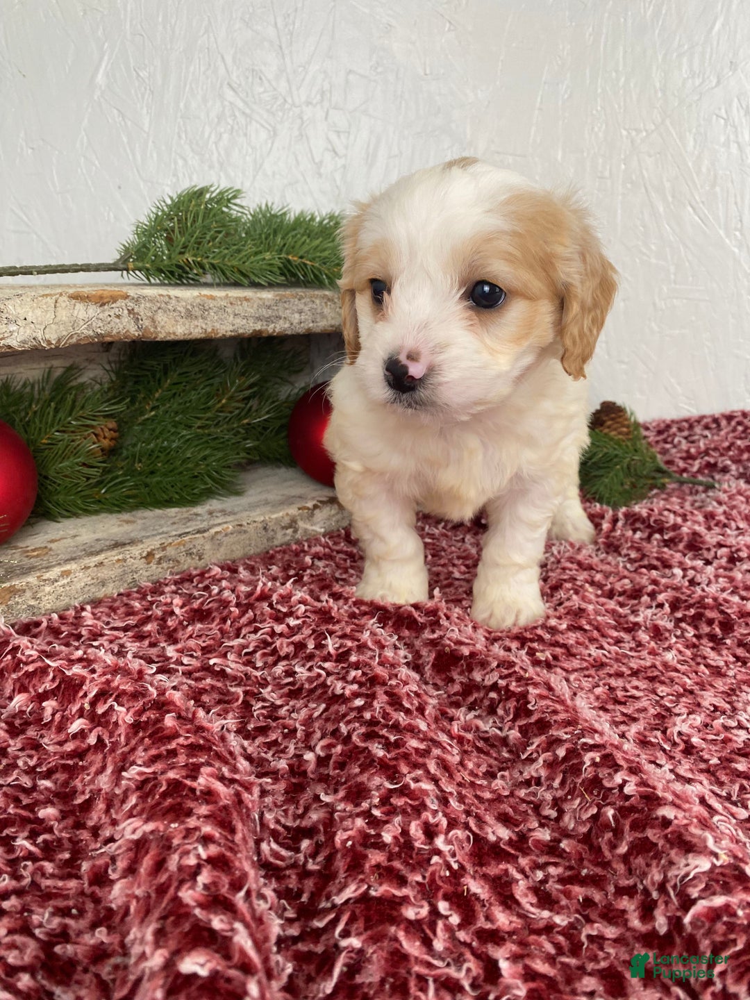 Cockapoo dogs for sale: Ace - Ad 6
