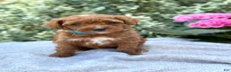 Toy Poodle dogs for sale: Parker - Ad 1