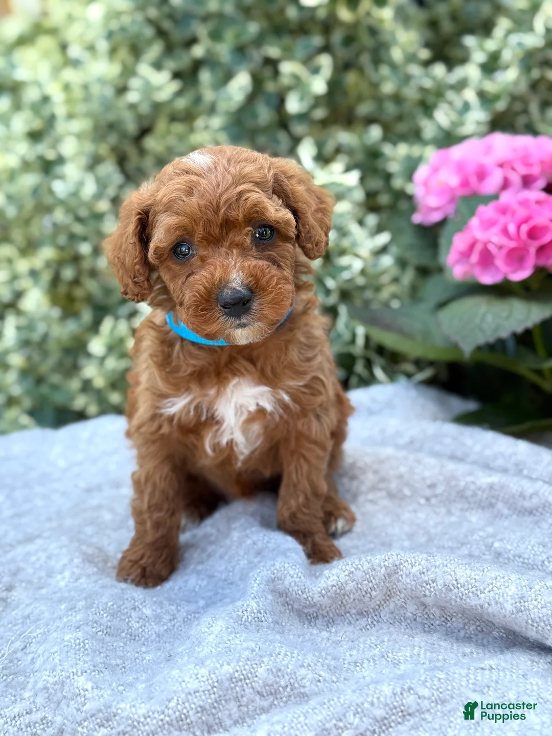 Toy Poodle dogs for sale: Parker - Ad 1