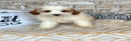 Mini Bernedoodle dogs for sale: Brook - Ad 3