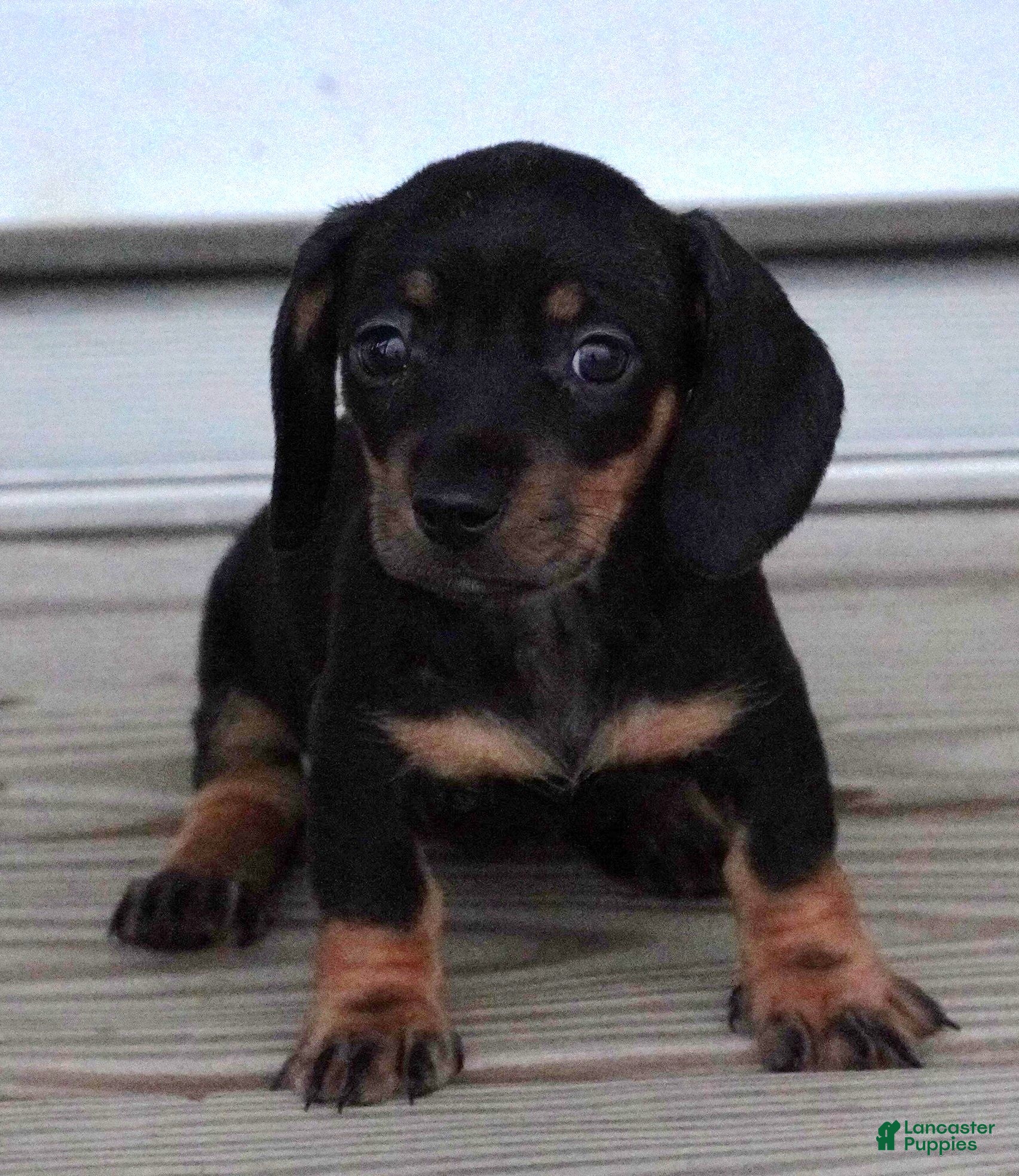Miniature Dachshund dogs for sale: Tilly Black/Tan Female - Ad 2