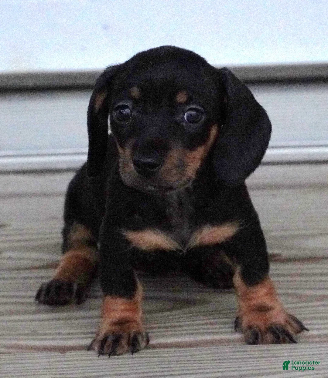 Miniature Dachshund dogs for sale: Tilly Black/Tan Female - Ad 1