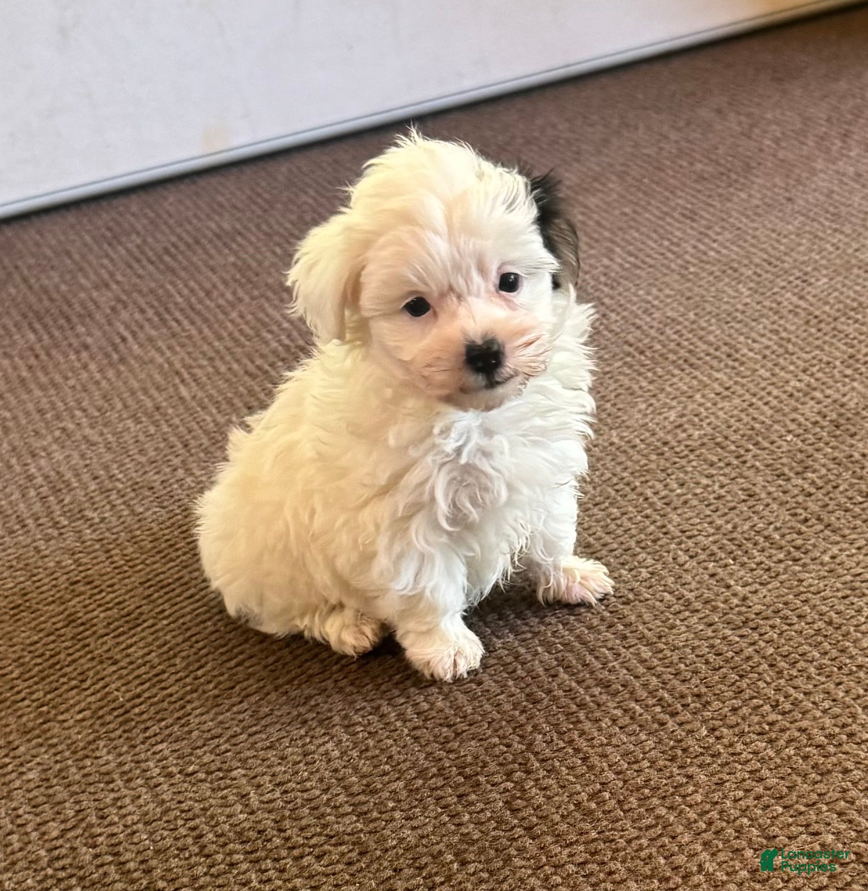 Morkie dogs Male with one black ear  - Ad 7