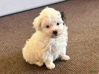 Morkie dogs Male with one black ear - Ad 10