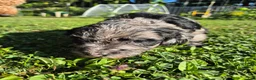 Mini Sheepadoodle dogs for sale: Cosmo - Ad 18