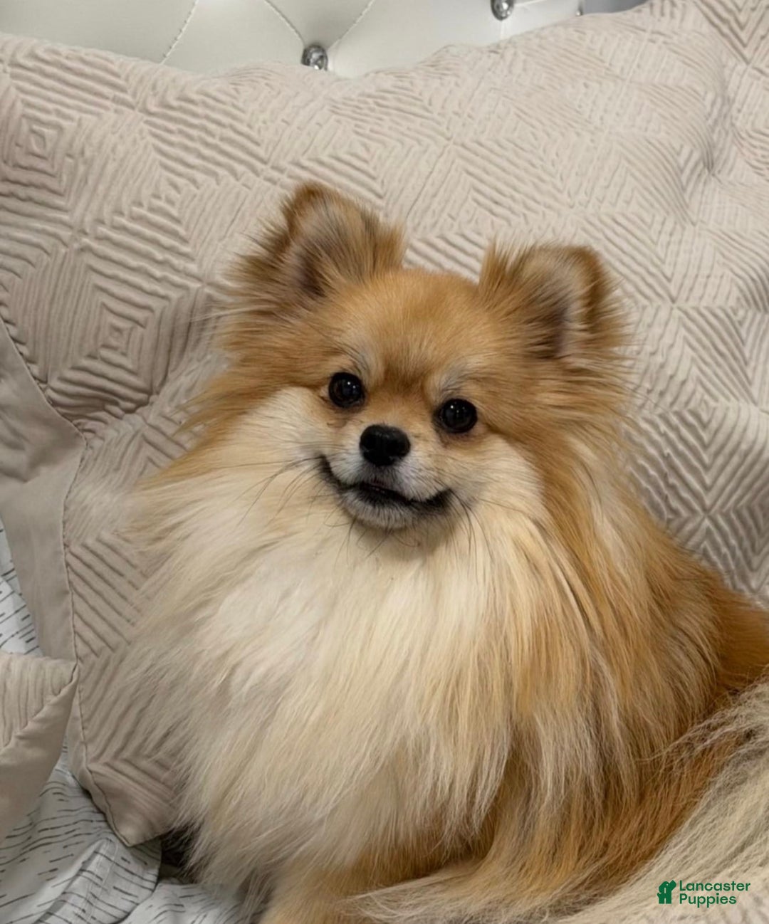 Pomeranian dogs for sale: Pomeranian Puppy 1 - Ad 1