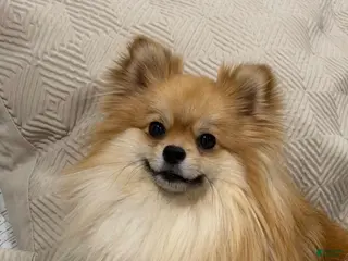 Pomeranian dogs Pomeranian Puppy 1 - Ad 5