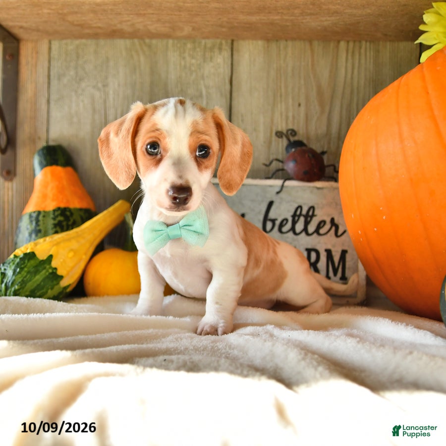 Dachshund dogs Titus - Ad 1