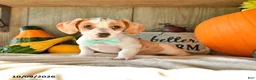 Dachshund dogs for sale: Titus - Ad 1