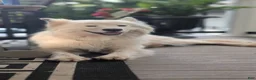 Samoyed dogs for sale: Brady - Ad 6