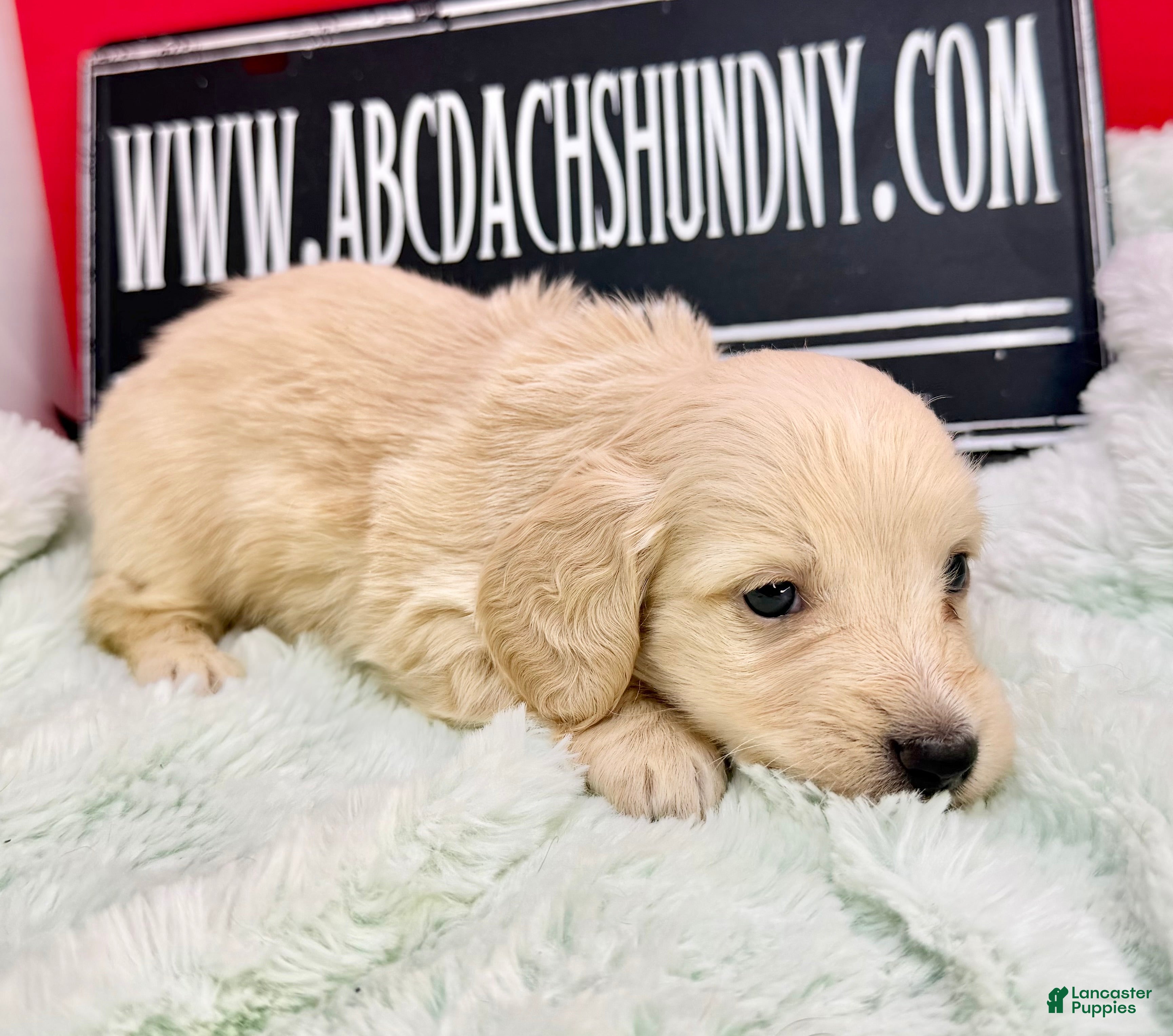 Miniature Dachshund dogs ee cream - Ad 20