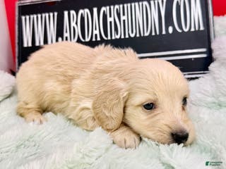 Miniature Dachshund dogs ee cream - Ad 37