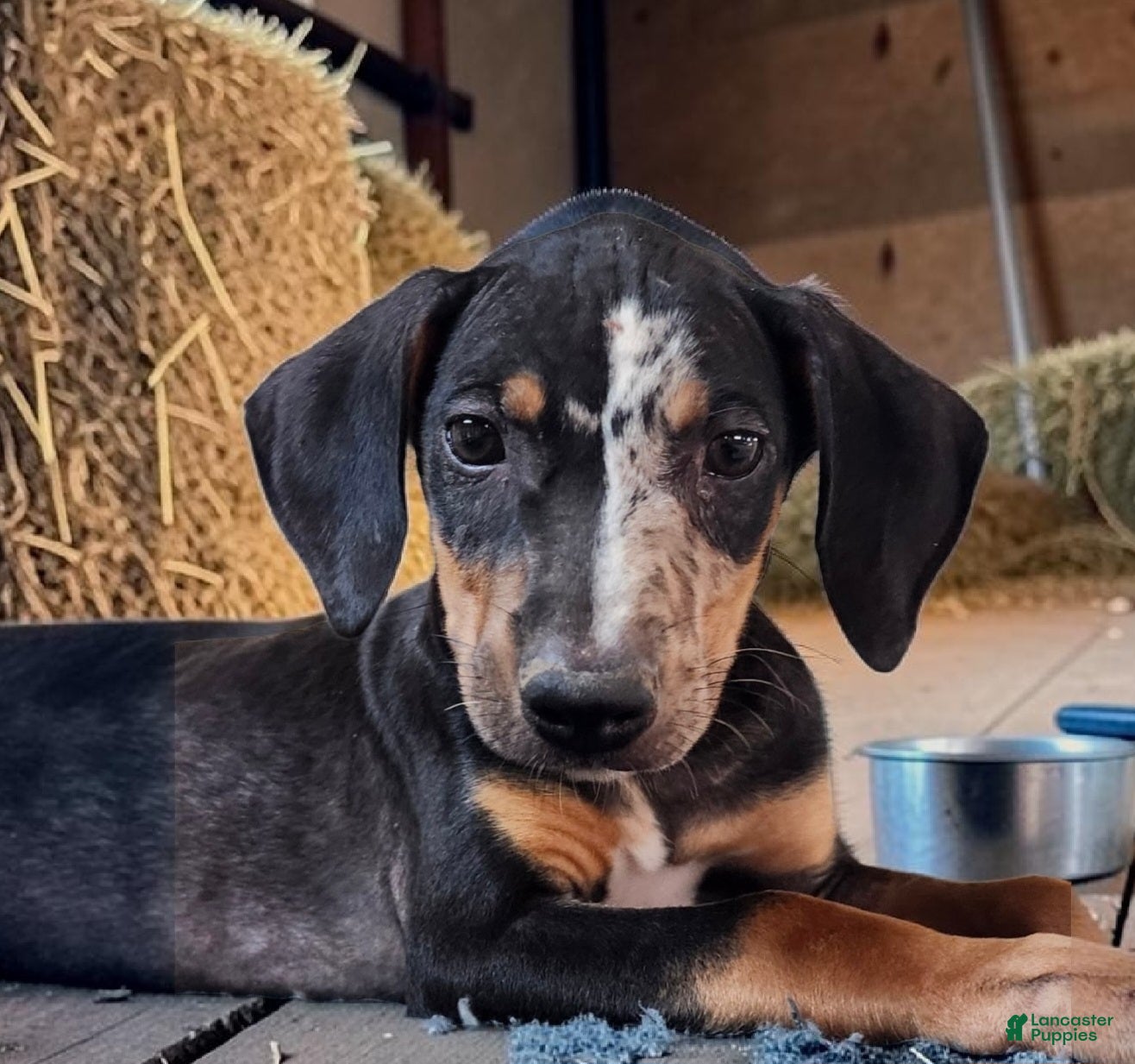 Catahoula Leopard Dog dogs Bug 2026 Male 1 - Ad 6