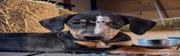 Catahoula Leopard Dog dogs for sale: Bug 2026 Male 1 - Ad 1