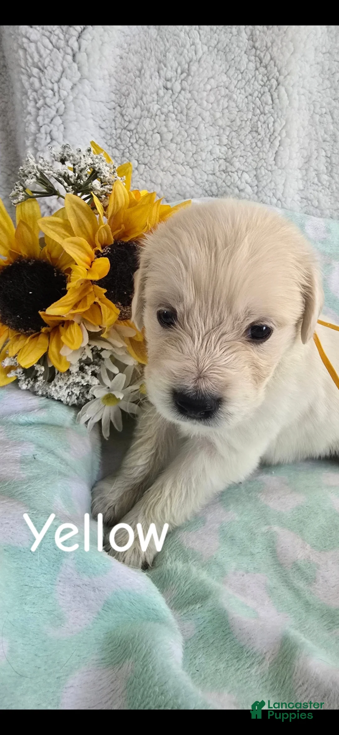 Golden Retriever dogs for sale: Golden Retriever 7 - Ad 2