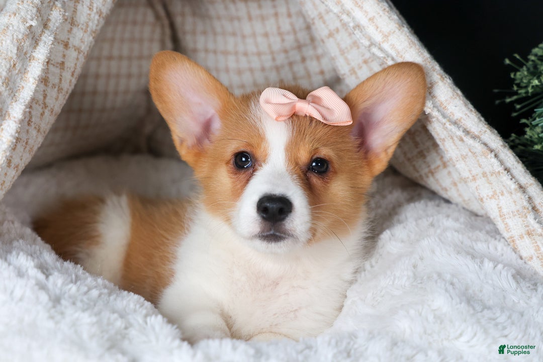 Welsh Corgi Pembroke dogs for sale: Iris - Ad 18