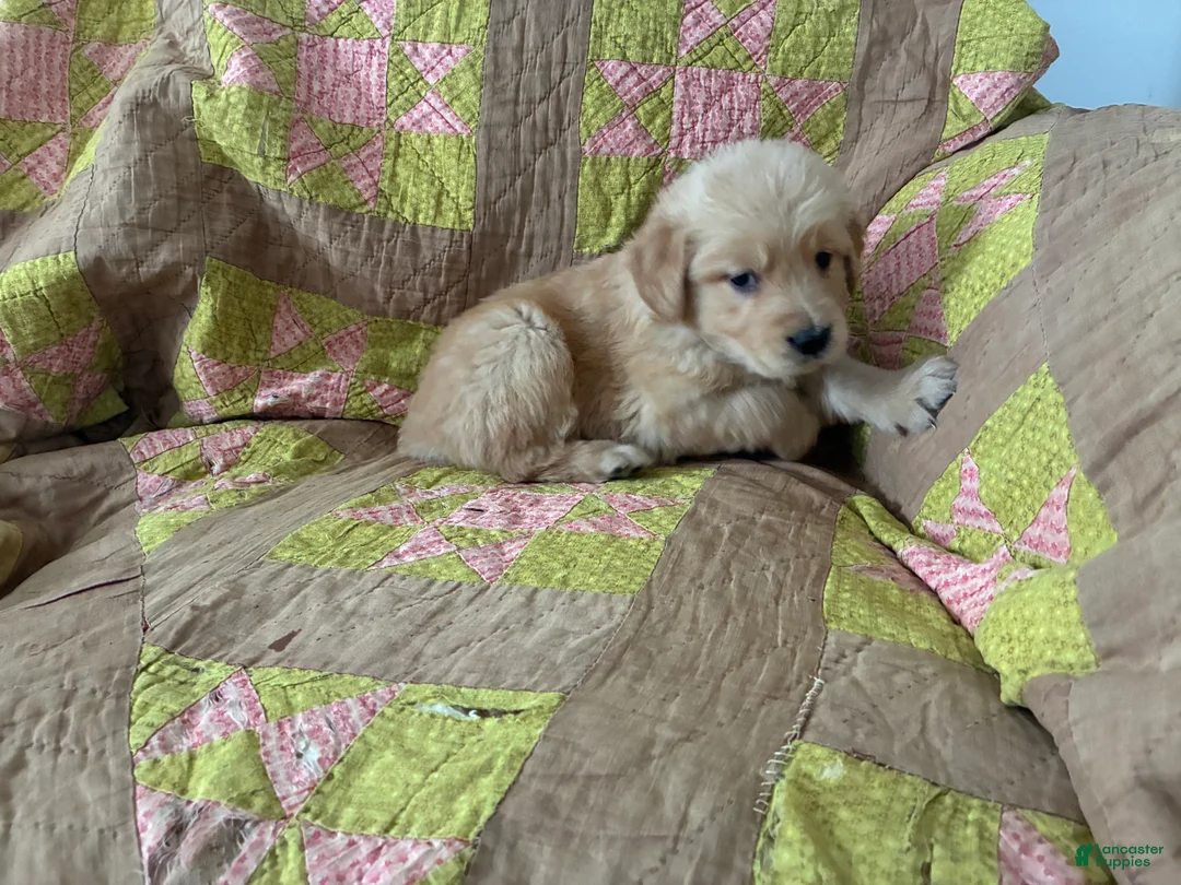 Golden Retriever dogs for sale: Golden Retriever Puppy 1 - Ad 2