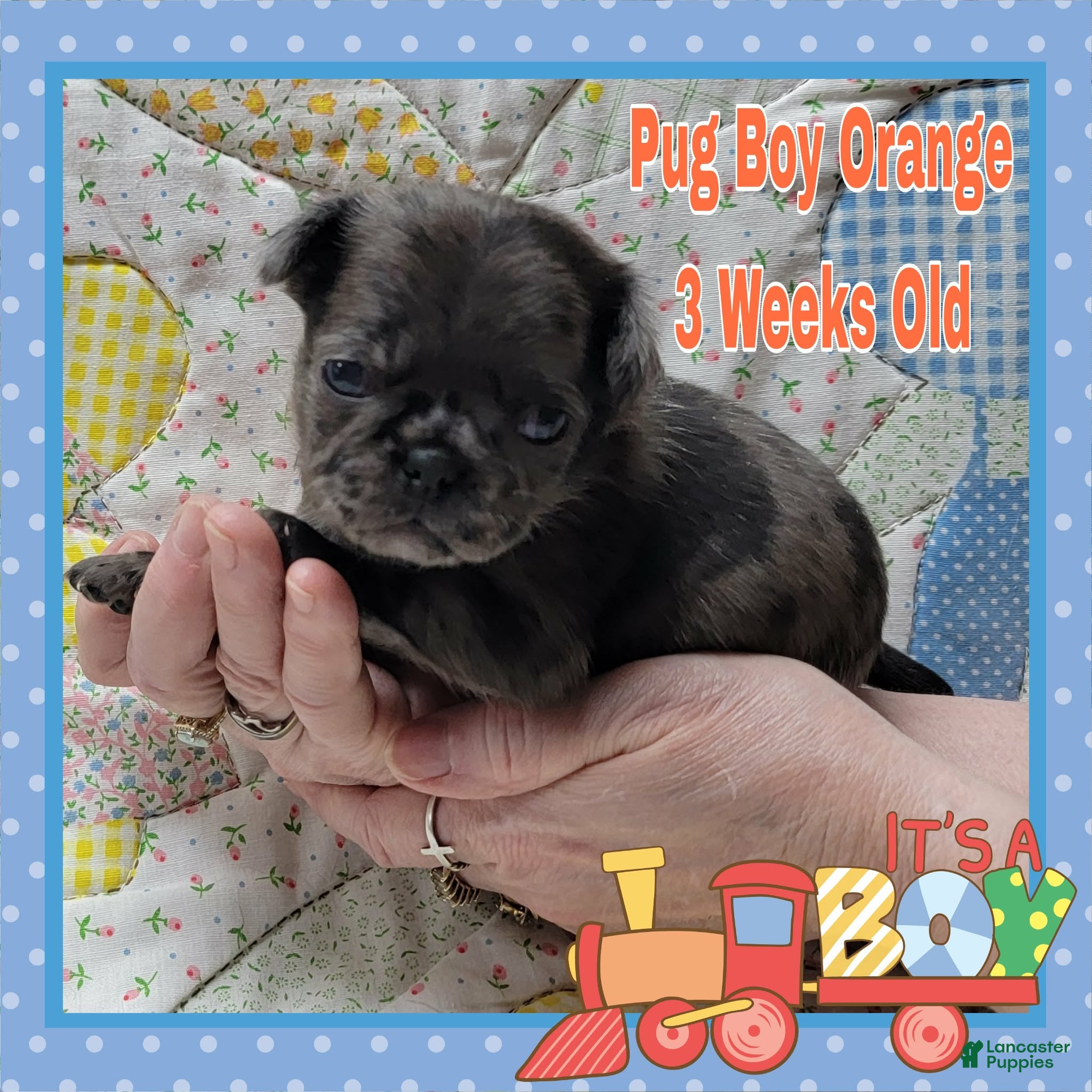 Pug dogs Pug Puppy Boy Orange - Ad 19