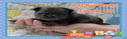 Pug dogs for sale: Pug Puppy Boy Orange - Ad 5