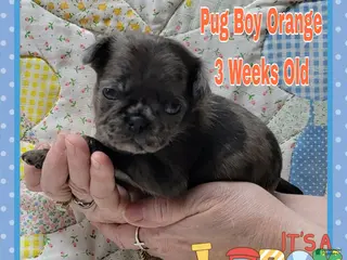 Pug dogs Pug Puppy Boy Orange - Ad 19