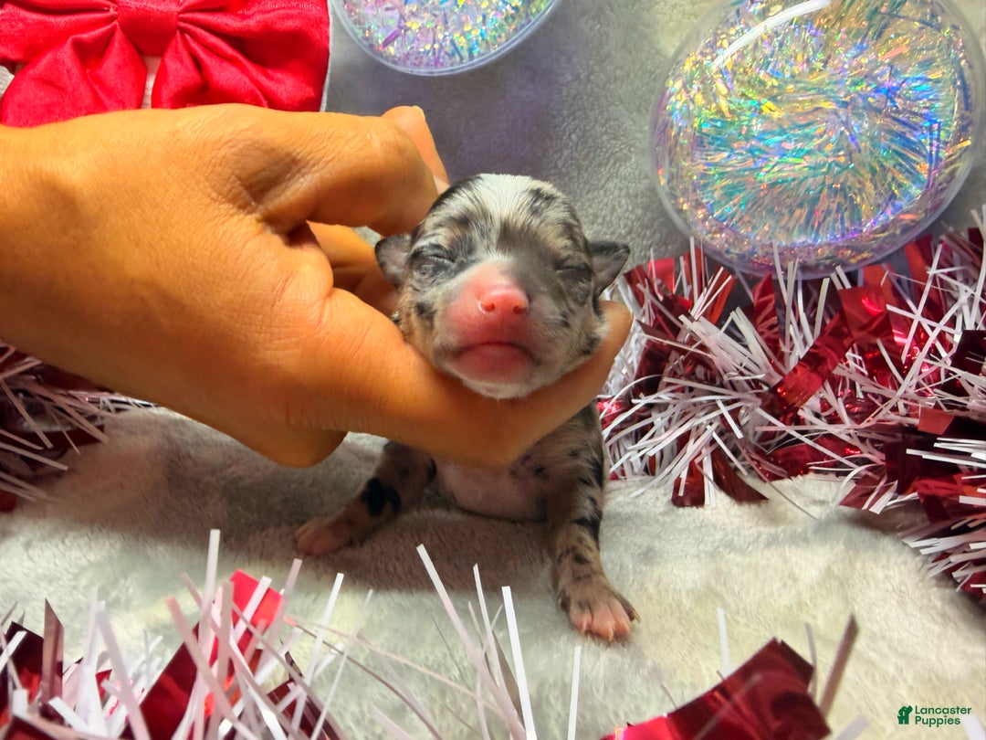 Chihuahua dogs for sale: Elmo - Ad 3