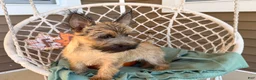Cairn Terrier dogs for sale: Johnny  - Ad 7