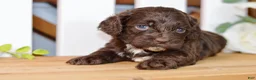 Cockapoo dogs for sale: Claudia - Ad 3