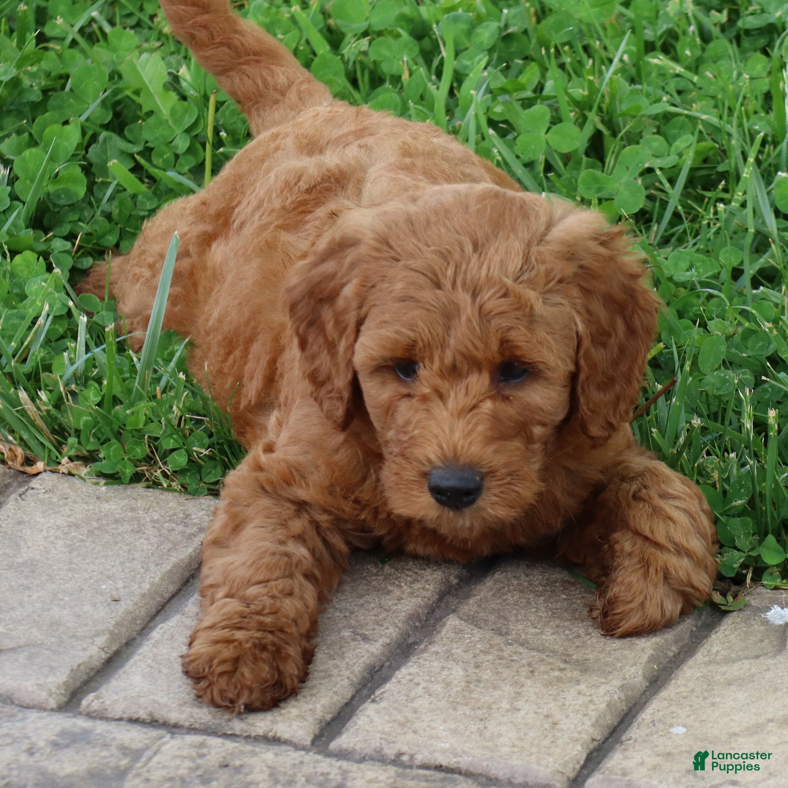 Mini Goldendoodle dogs Baxter - Ad 1