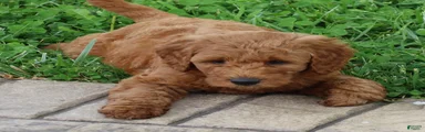 Baxter