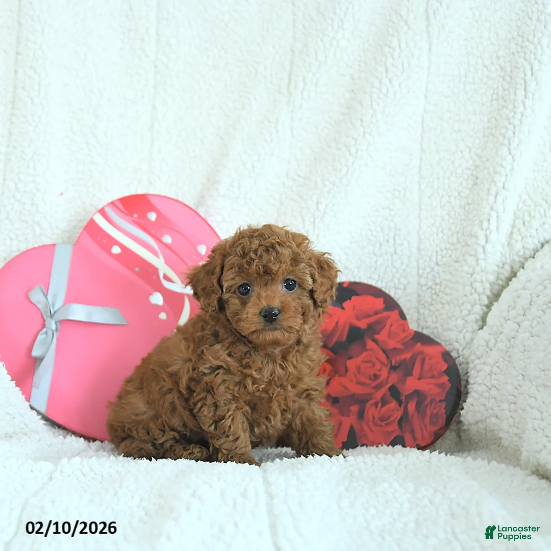 Toy Poodle dogs for sale: Bentley HOUSE RAISED - Ad 2