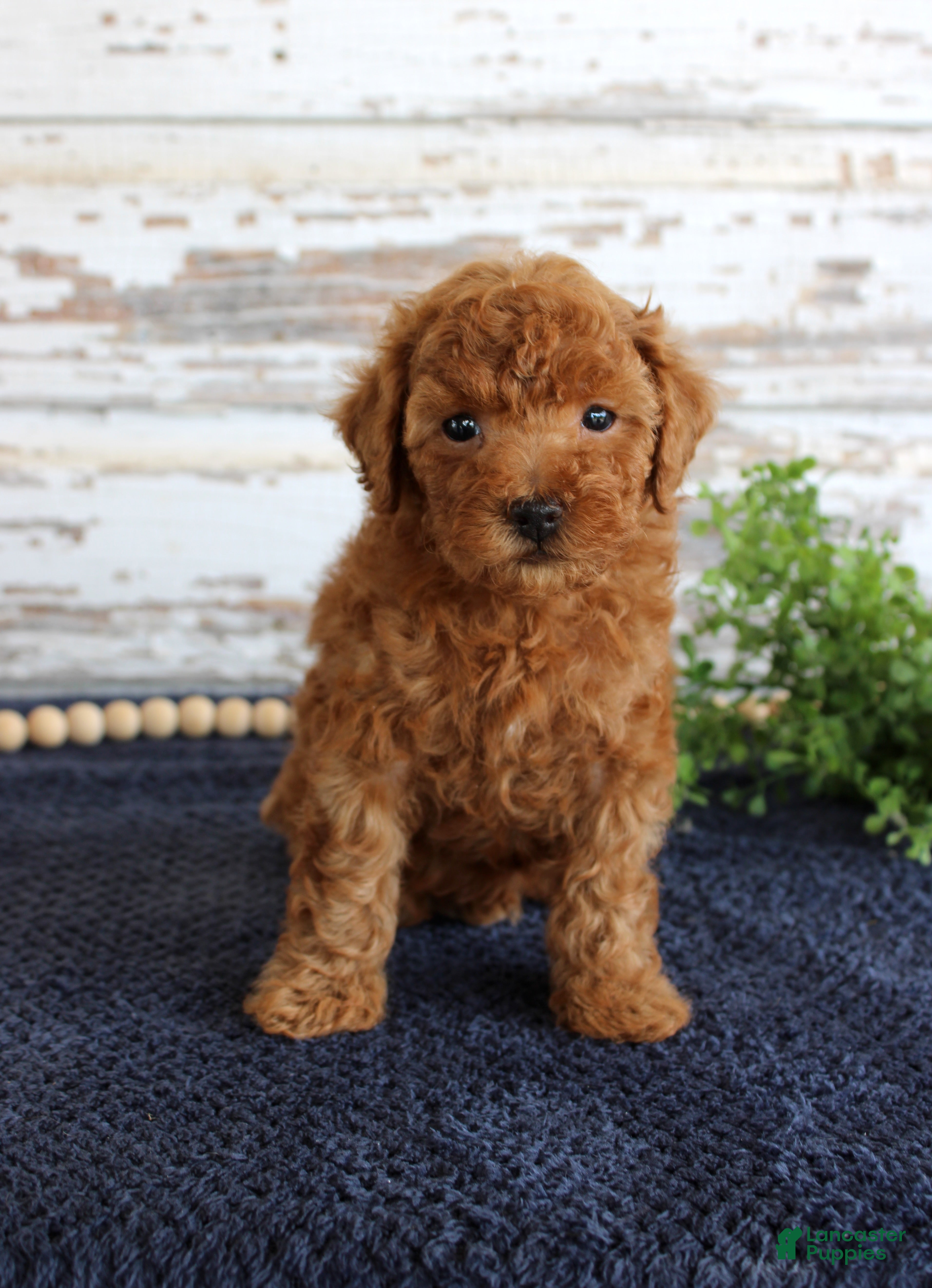 Toy Poodle dogs Ryder - Ad 31