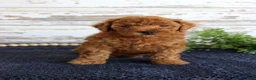 Toy Poodle dogs for sale: Ryder - Ad 1