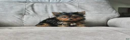 Yorkshire Terrier dogs for sale: Buddy - Ad 7
