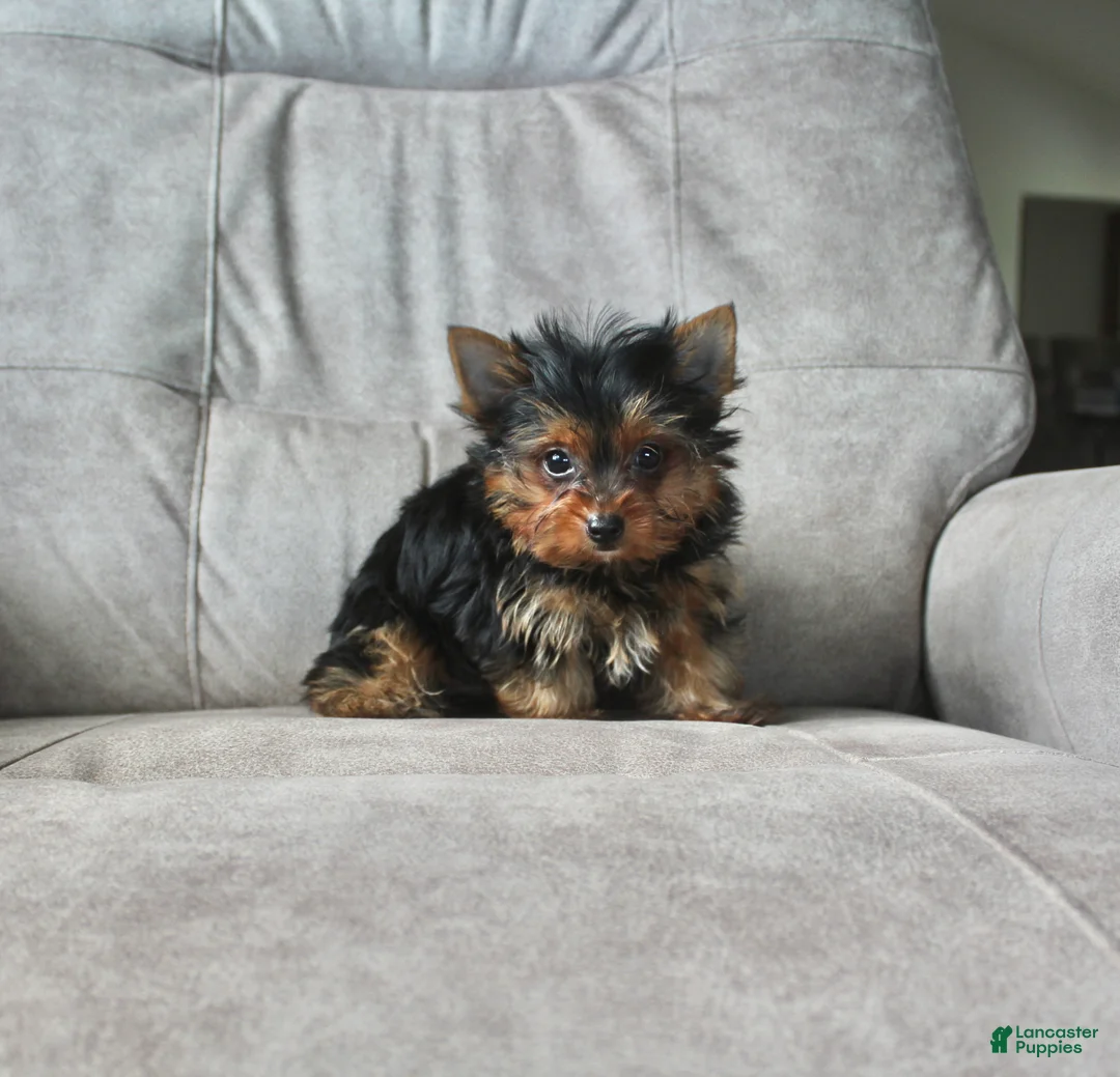 Yorkshire Terrier dogs for sale: Buddy - Ad 7