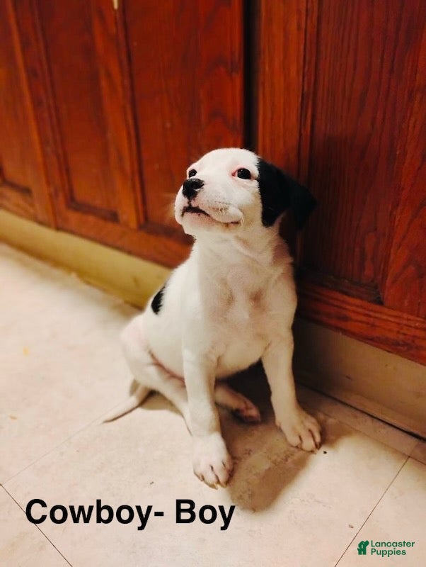 Mixed Breed dogs Cowboy - Ad 19