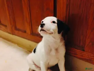 Mixed Breed dogs Cowboy - Ad 19