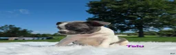 Boston Terrier dogs for sale: Talu - Ad 5