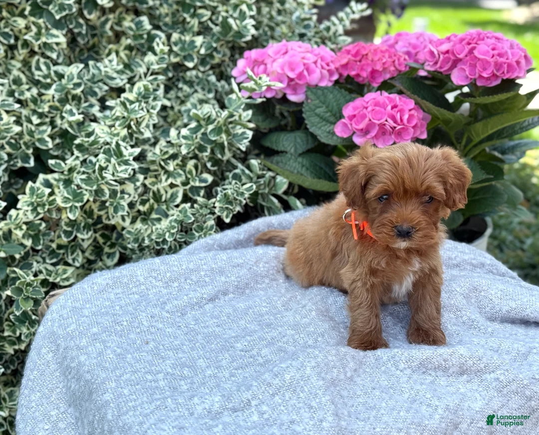 Toy Poodle dogs for sale: Patrick - Ad 2