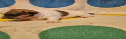 Chihuahua dogs for sale: Buddy - Ad 6