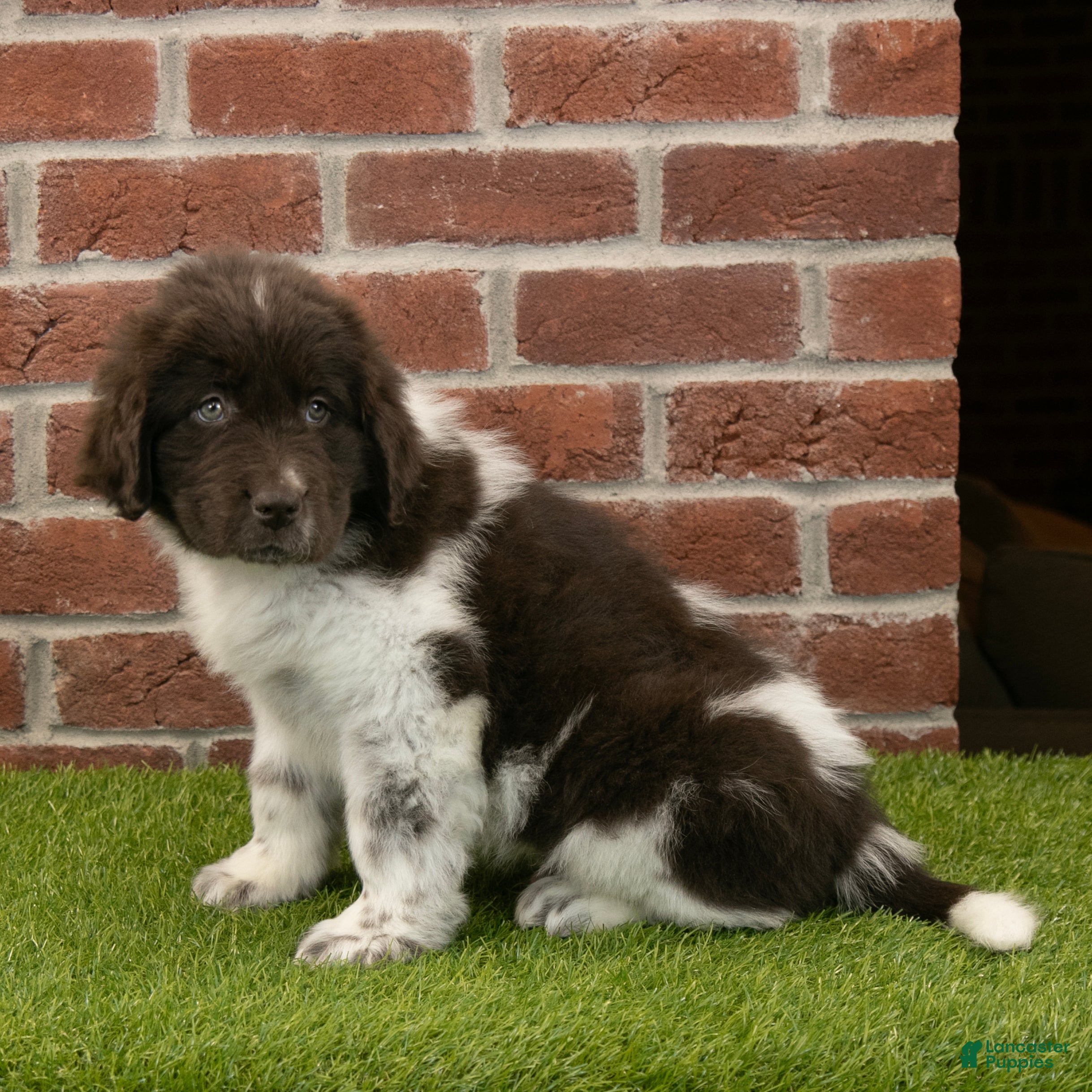 Newfoundland dogs Ranger - Ad 36