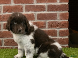 Newfoundland dogs Ranger - Ad 36