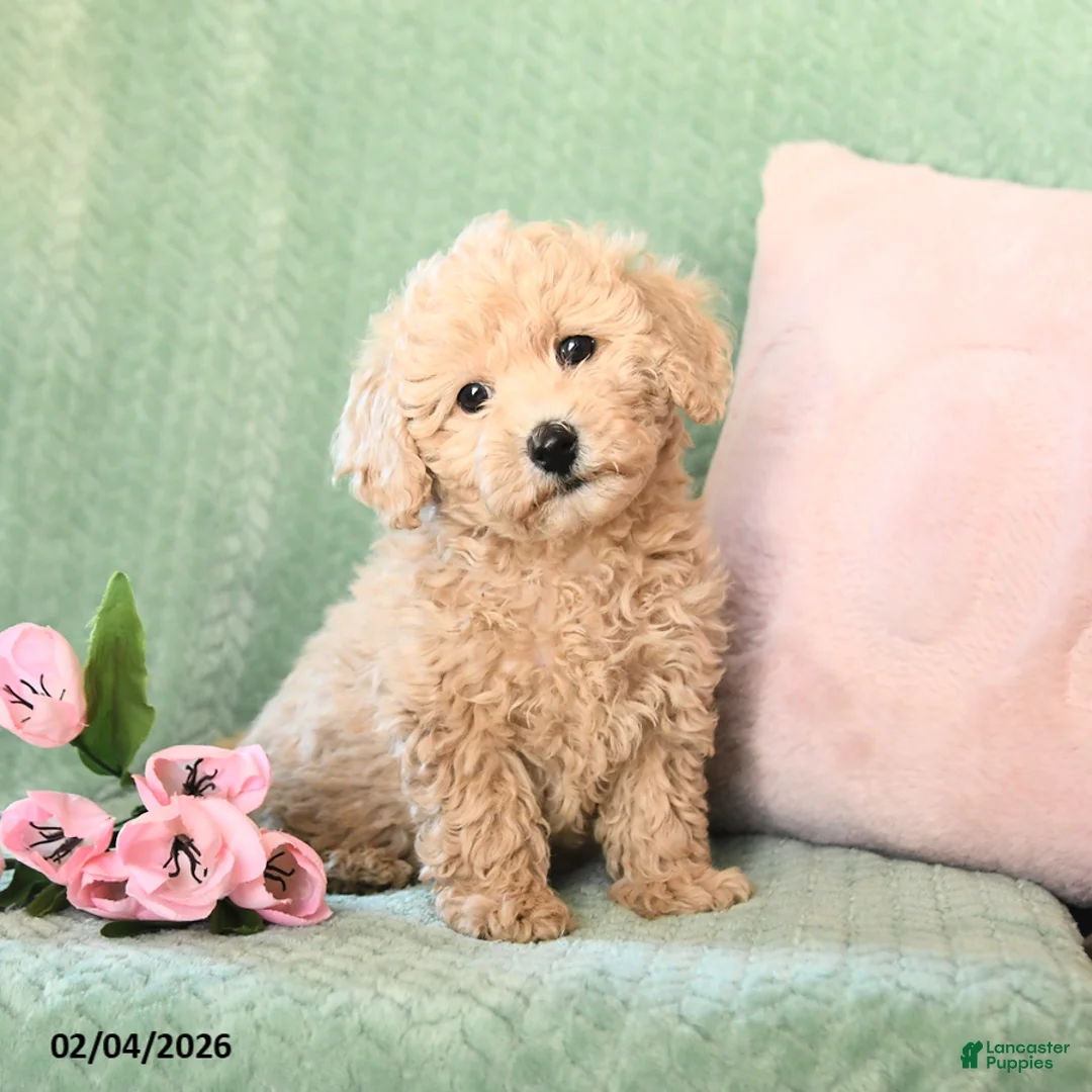 Bichpoo dogs for sale: Spirit - Ad 2