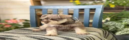 Miniature Schnauzer dogs for sale: Silver - Ad 7
