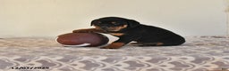 Rottweiler dogs for sale: Natalie - Ad 1