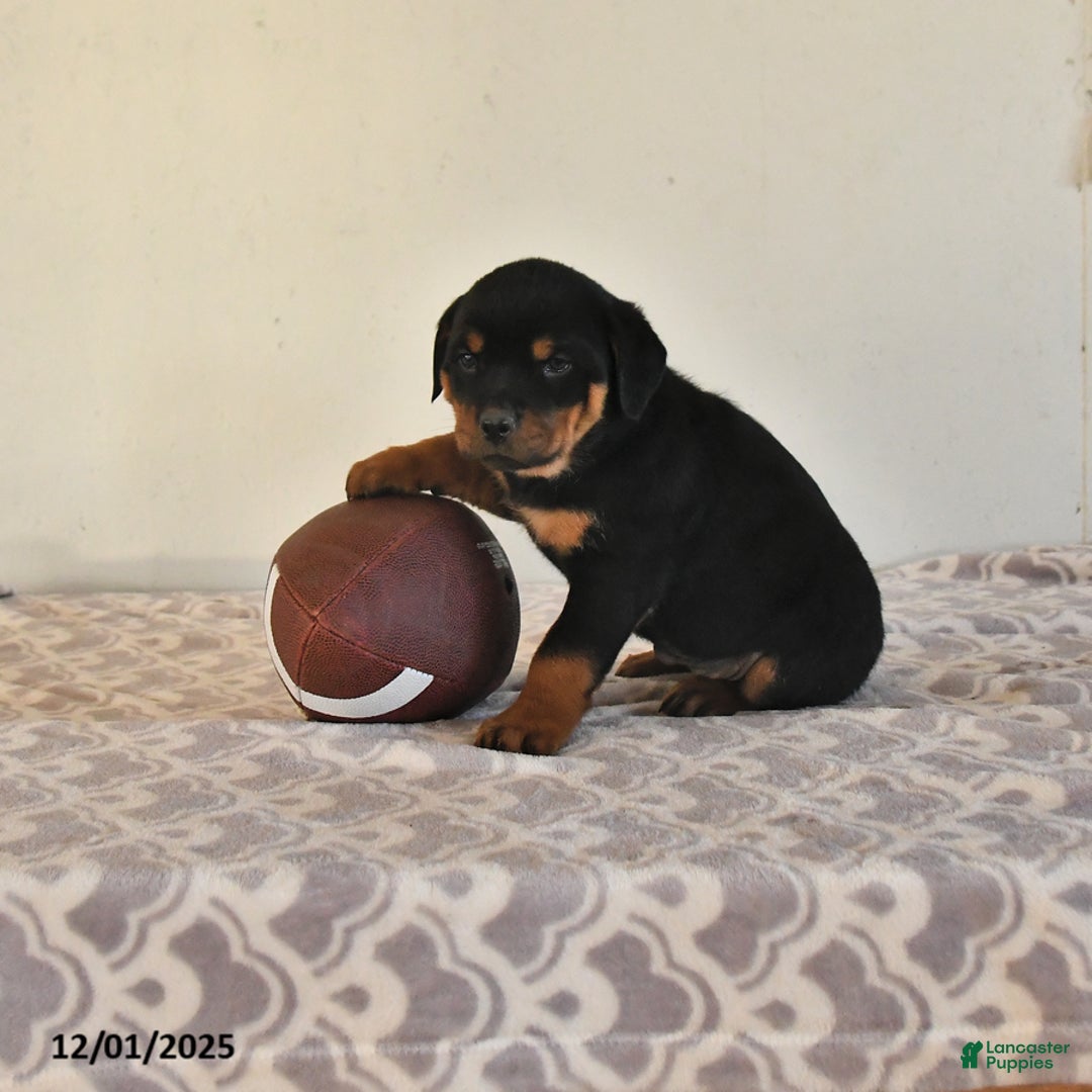 Rottweiler dogs for sale: Natalie - Ad 1