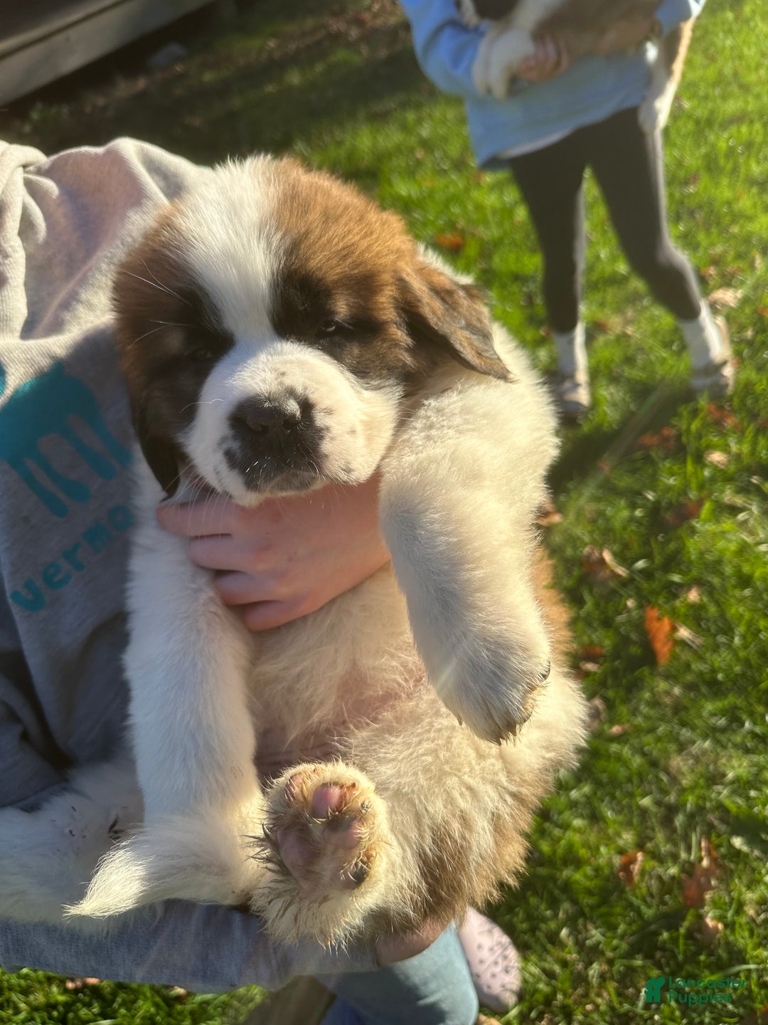Saint Bernard dogs for sale: Georgia  - Ad 12