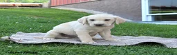 Labrador Retriever dogs for sale: Gunner - Ad 3